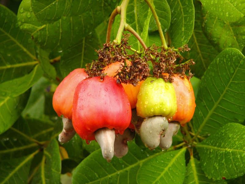 Maranon Fruit