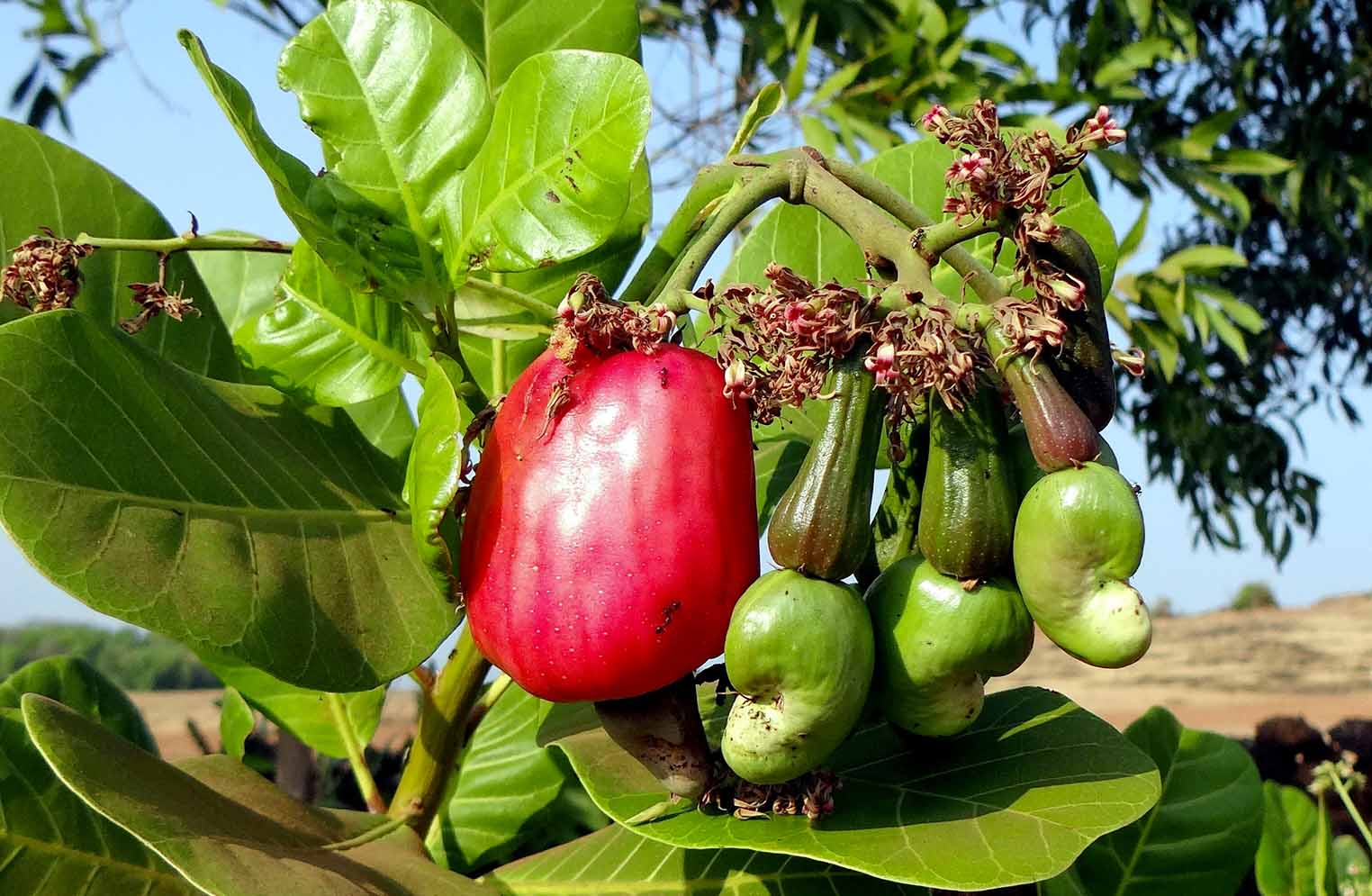 Anacardo and Maranon Fruit